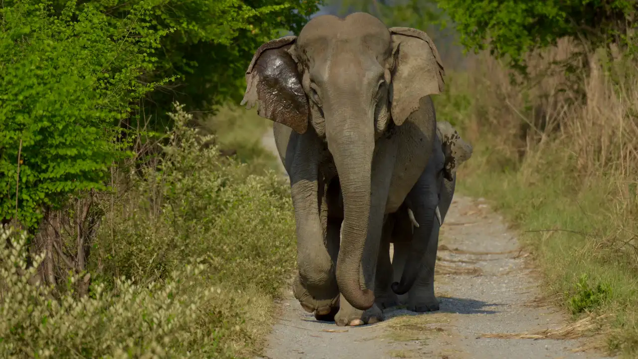 What is Jim Corbett National Park famous for?