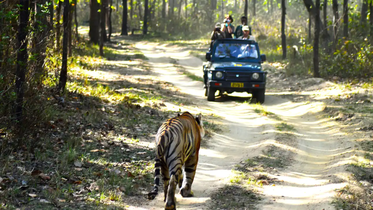 How to Book Ranthambore National Park Safari