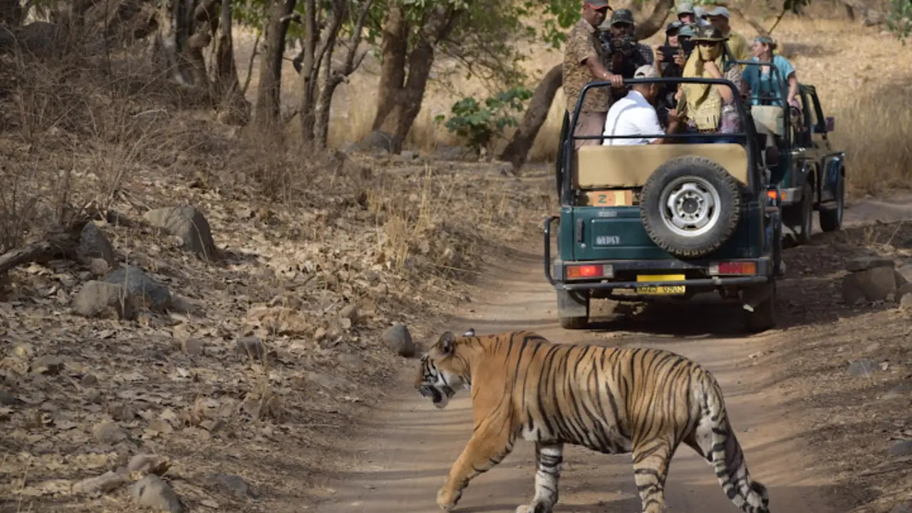 Which Animals Are Found in Ranthambore National Park