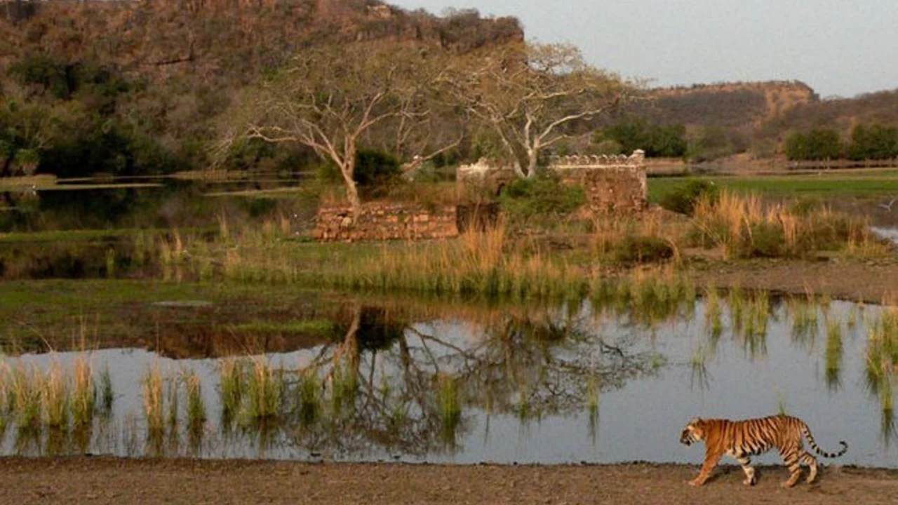 How to Reach Ranthambore by Train