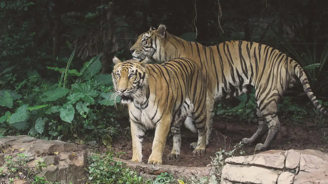 How many tigers are there in Jim Corbett National Park?
